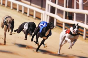 Hướng Dẫn Cách Chơi Game Nhanh Đua Chó Tại F168 Siêu Hấp Dẫn 1 Hướng Dẫn Cách Chơi Game Nhanh Đua Chó Tại F168 Siêu Hấp Dẫn