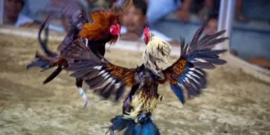 Hướng Dẫn Chi Tiết Cách Chơi Đá Gà Sabong Tại F168 Siêu Vui Nhộn 3 Hướng Dẫn Chi Tiết Cách Chơi Đá Gà Sabong Tại F168 Siêu Vui Nhộn