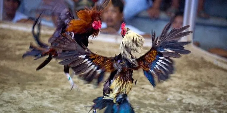 Hướng Dẫn Chi Tiết Cách Chơi Đá Gà Sabong Tại F168 Siêu Vui Nhộn 1 Hướng Dẫn Chi Tiết Cách Chơi Đá Gà Sabong Tại F168 Siêu Vui Nhộn