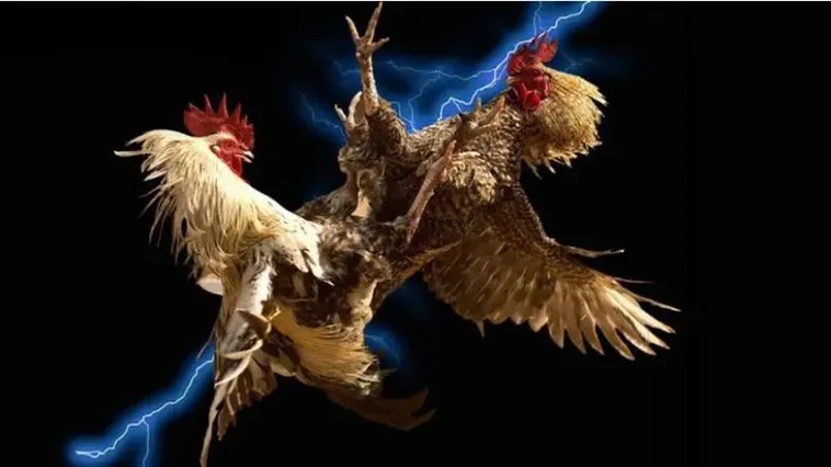 Khám Phá Đá Gà F168 Với Những Trận Đấu Hấp Dẫn Và Kịch Tính Vui Nhộn