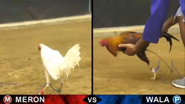 Hướng Dẫn Chi Tiết Cách Chơi Đá Gà Sabong Tại F168 Siêu Vui Nhộn 2 Hướng Dẫn Chi Tiết Cách Chơi Đá Gà Sabong Tại F168 Siêu Vui Nhộn